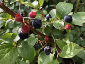 赤ちゃんの魂は無垢ではない スピリチュアルブログ カレスティア渋谷 佐野